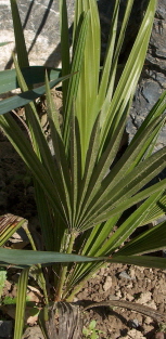 Chamaerops humilis