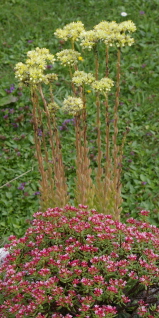 Sedum sediforme, Crassula sarcocaulis