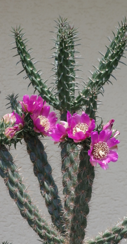 Cylindropuntia imbricata