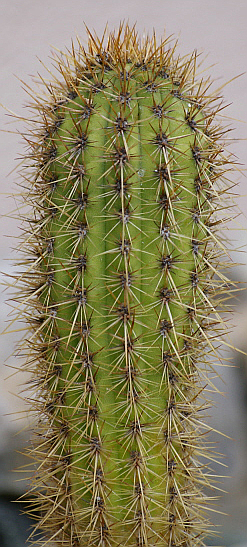 Echinopsis bolligeriana, Kulturpflanze