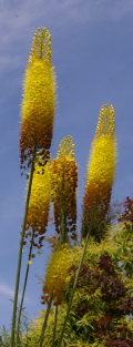 Eremurus