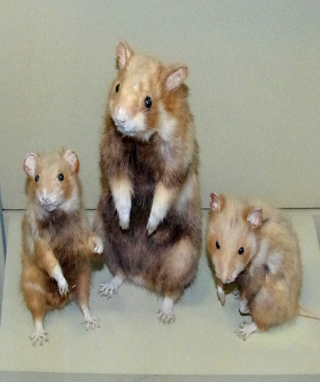 Feldhamsterfamilie