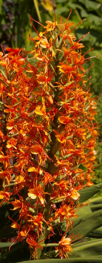 Ingwergew&auml;chs Hedychium