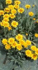 Hertia cheirifolia