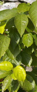 Diospyros kaki