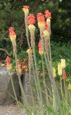 Kniphofia