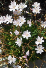 Lewisia columbiana