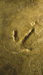OMM, Wattvogelspur