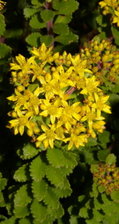 Phedimus selskianus
