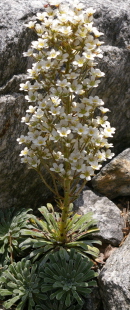 Saxifraga cotyledon