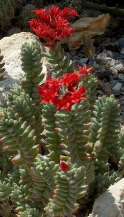 Sedum booleanum