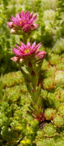 Sempervivum Piz-Cam