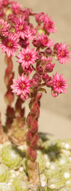 Sempervivum arachnoideum