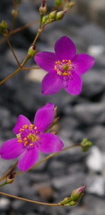Talinim calycinum