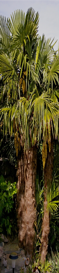 Trachycarpus fortunei