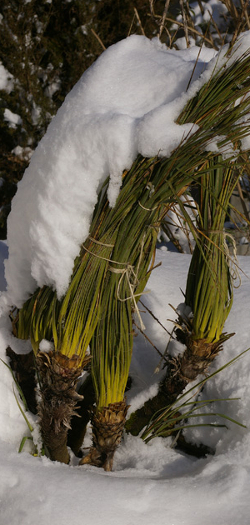 Yucca glauca v. stricta