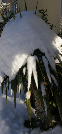 Yucca recurvifolia