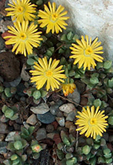 Chasmato-phyllum musculinum