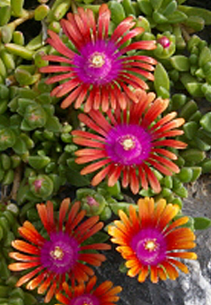 Delosperma dyeri FIRESPINNER