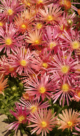 Delosperma cf. karooicum KELAIDIS